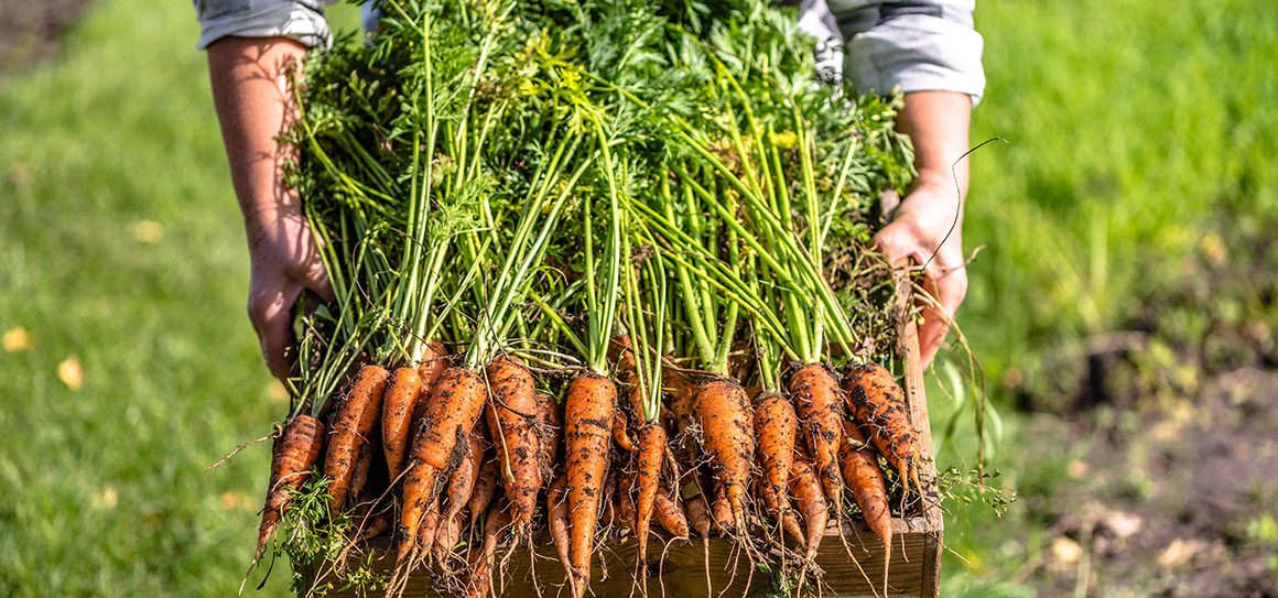 Producteurs Locaux